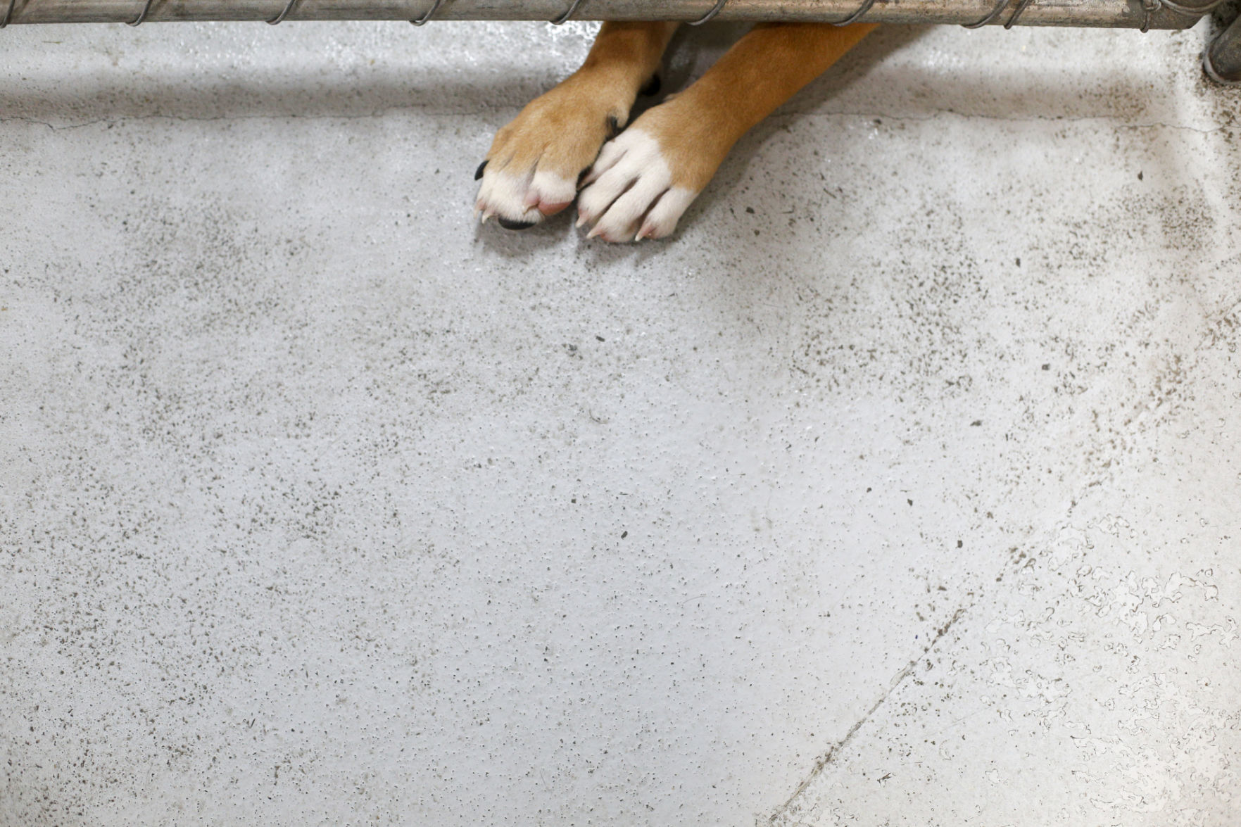Clear the Shelter